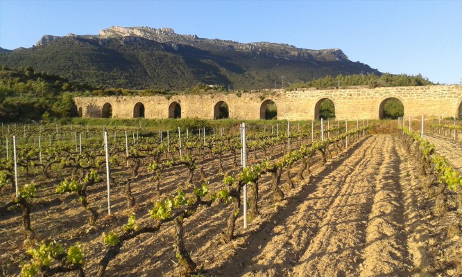 Viñas Carlos Moro