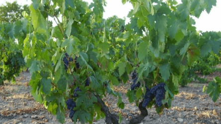 Viñedo Fuenmayor